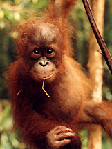 Blibby the Orangutan